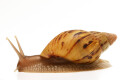 Lissachatina zanzibarica semiadult